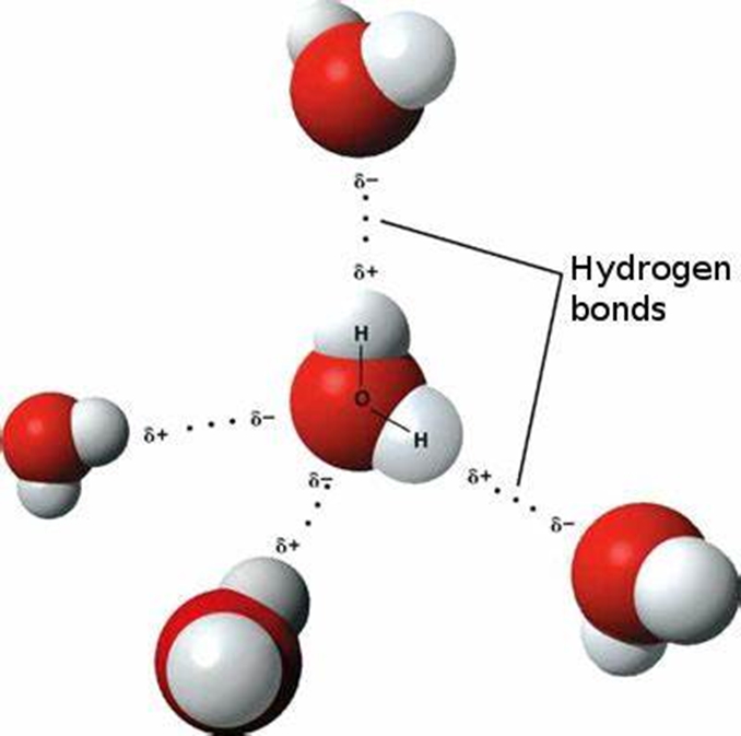 This weird chemical bond acts like a mash-up of hydrogen and covalent bonds